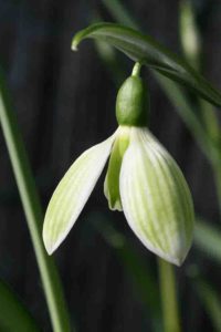 Galanthus elwesii 'Rosemary Burnham'
