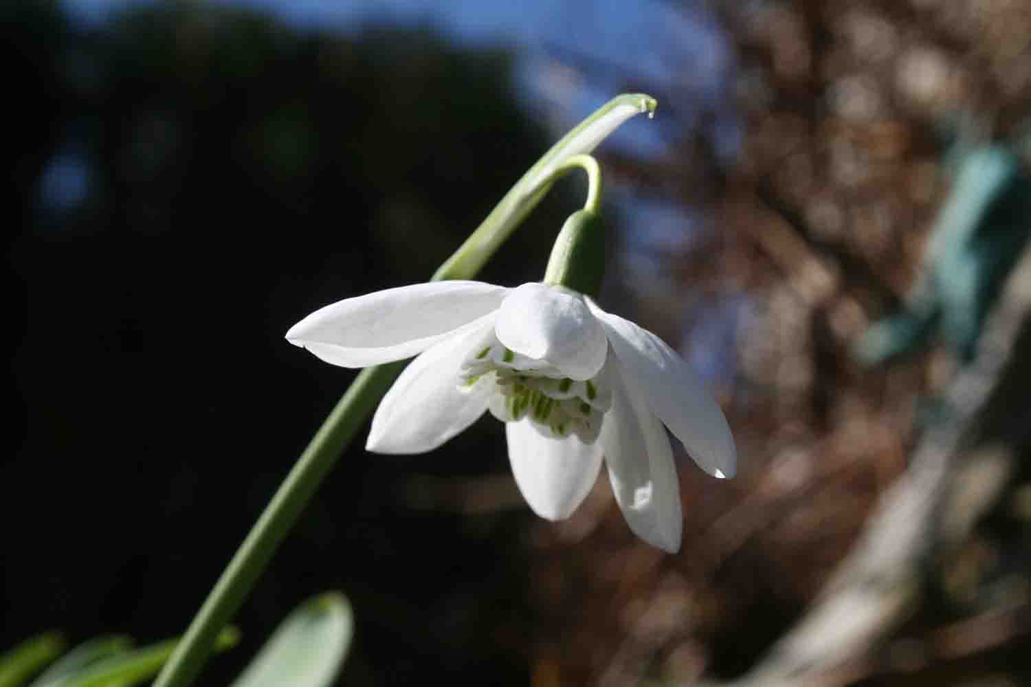 Eines der sehr seltenen und begehrten Schneeglöckchen der letzten Jahre ist das sechsblättrige Galanthus elwesii ' Godfrey Owen '.