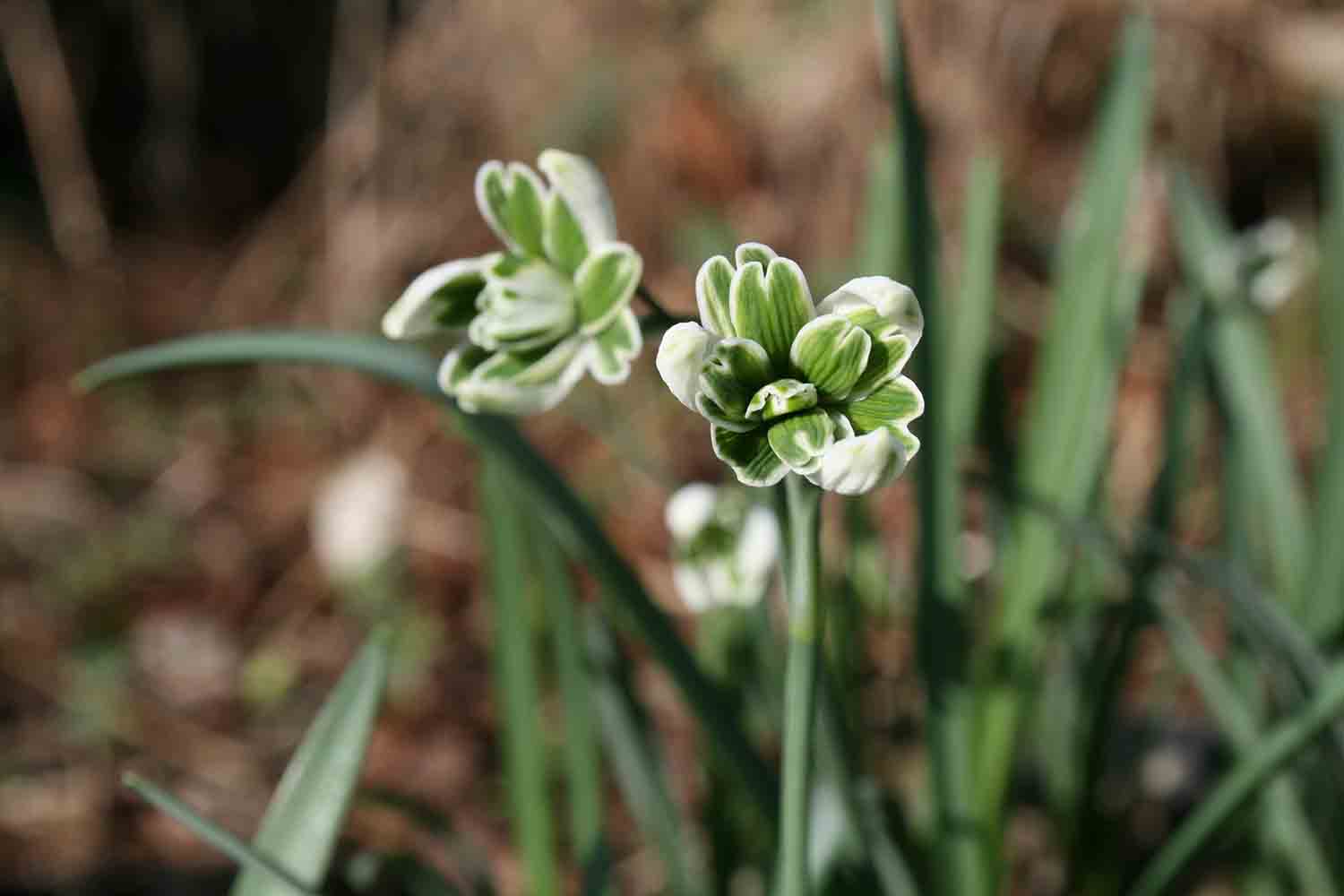 Ein doppeltes Schneeglöckchen dessen Blüten fast immer nach oben zeigen ist Galanthus nivalis ' Blewbury Tart '. Es wird aufgrund seiner Blütenstellung als abnormales Doppeltes bezeichnet.