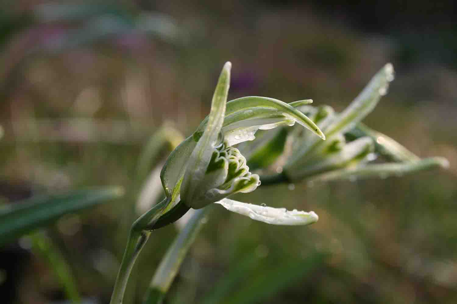 oder Galanthus nivalis ' Narwhal ' mit grünen spitzen Blütenblättern und einer aufwärts gerichteten Blüte.