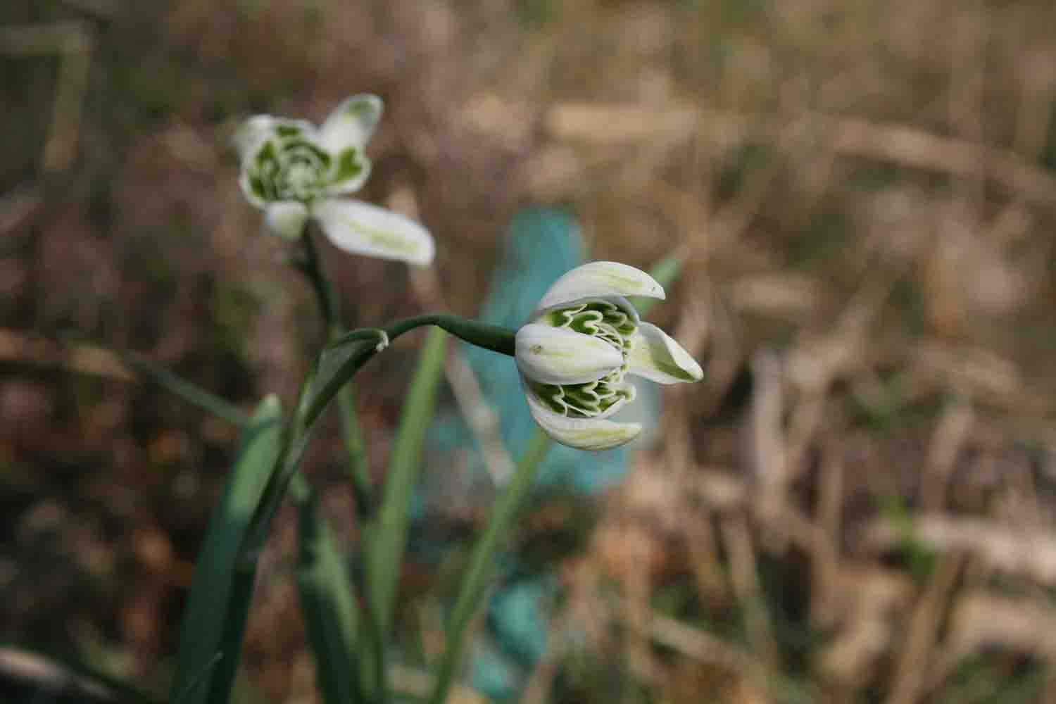 Auch Galanthus nivalis ' Woozle ' ist ein Schneeglöckchen dessen Blüten im geöffneten Zustand zur Seite zeigen und außen eine grüne Markierung aufweisen.