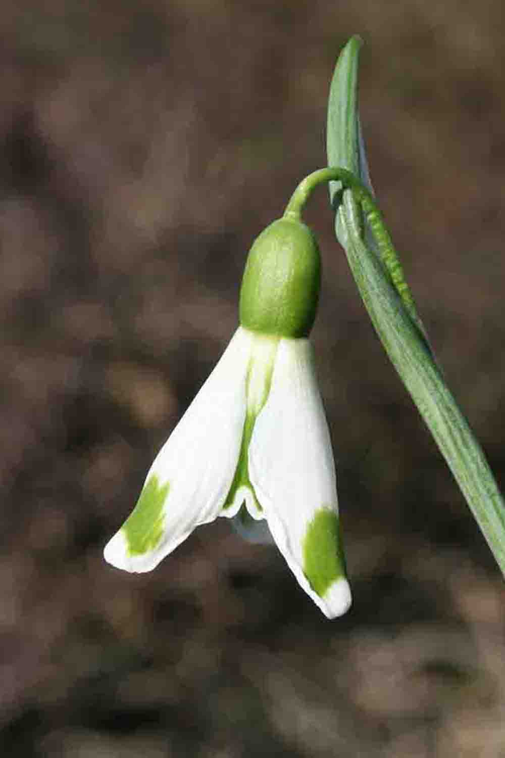 Galanthus ' The Wizard '