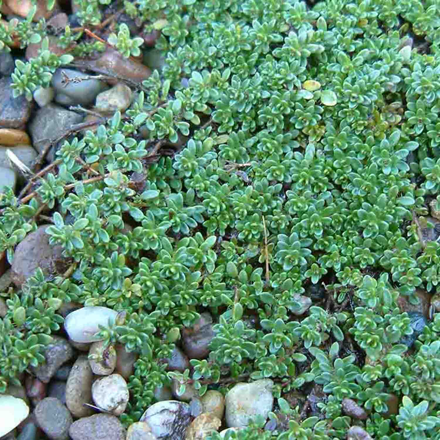 Kleine runde Blätter von Thymus serpyllum ' Coccineus '