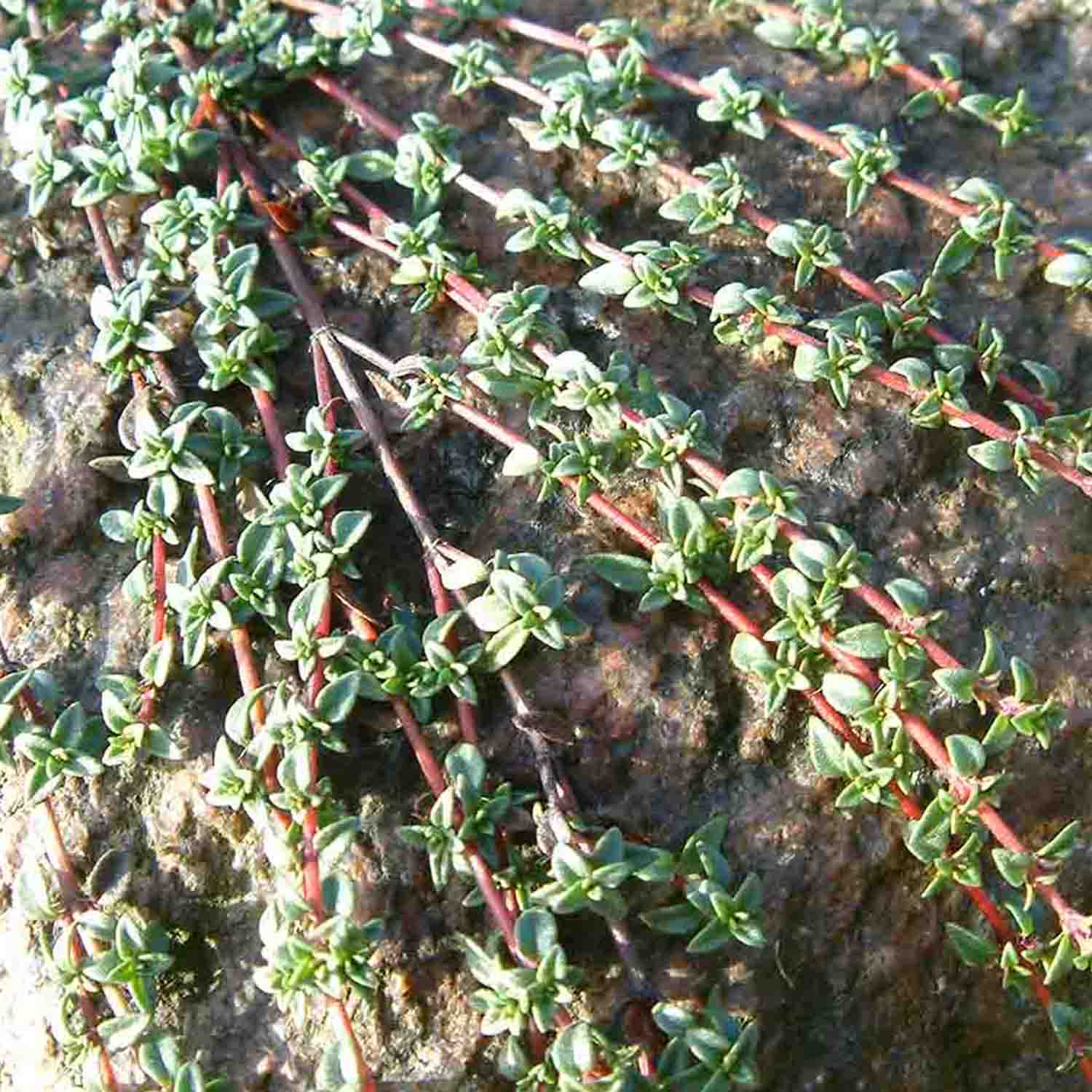 Kleine ledrige Blätter von Thymus herba barona