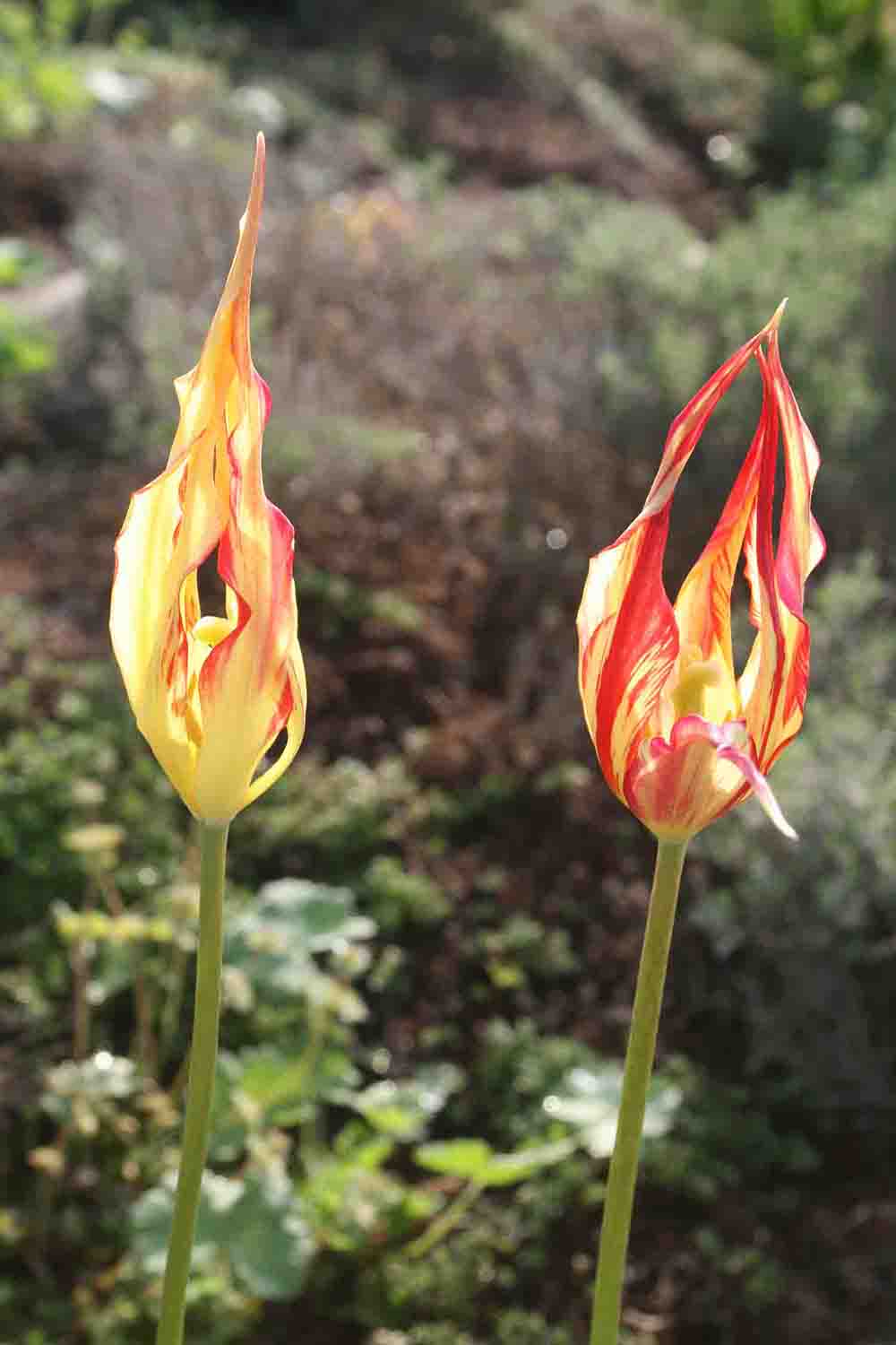 Tulipa acuminata