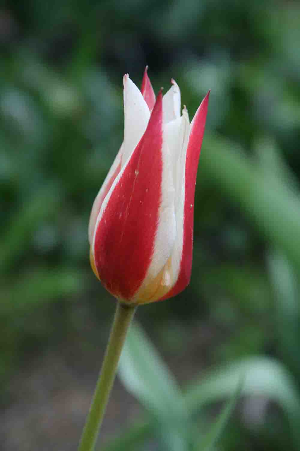 Tulipa berkariense