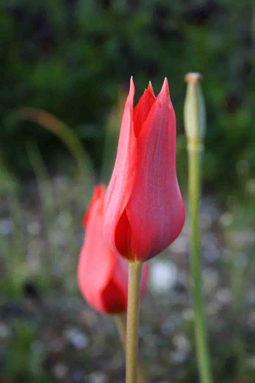 Tulipa butkowii