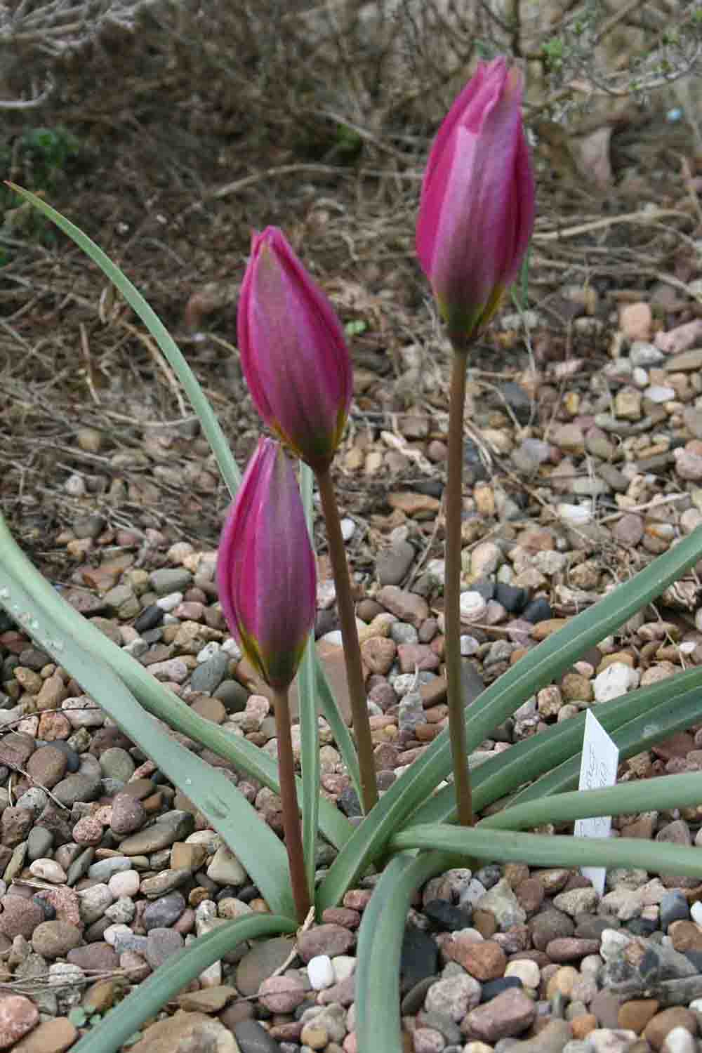 Tulipa humilis Eastern Star