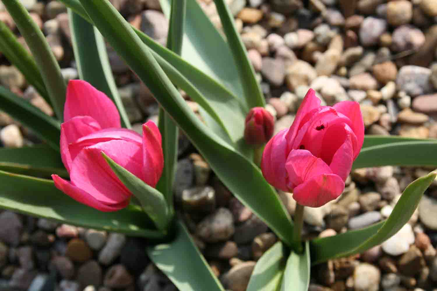 Besonders farbintensive Form von Tulipa humilis