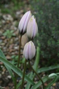 Tulipa humilis Albocaerulea