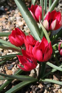 Tulipa kurdica