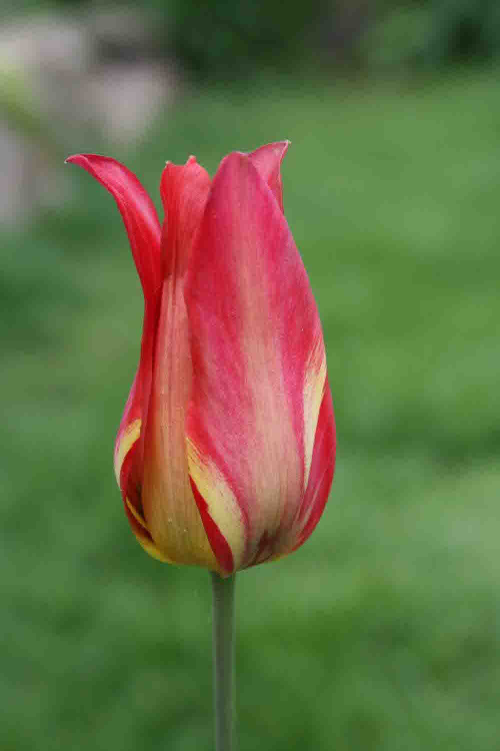  Tulipa planifolia