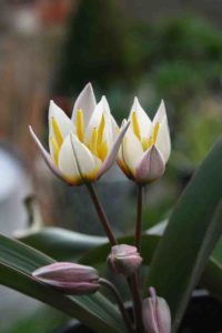 Tulipa subbiflora