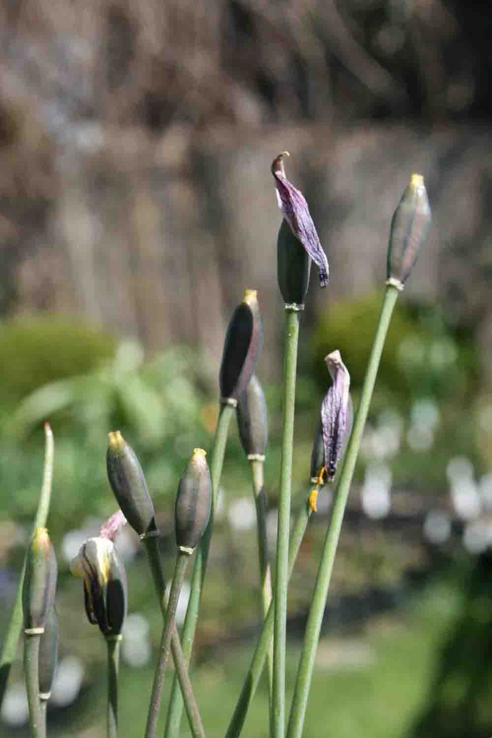 Tulipa subbiflora saka