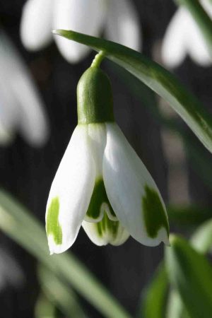 Galanthus ‘ Green of Hearts ‘
