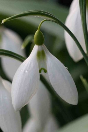 Galanthus plicatus ' Miss Willmott '