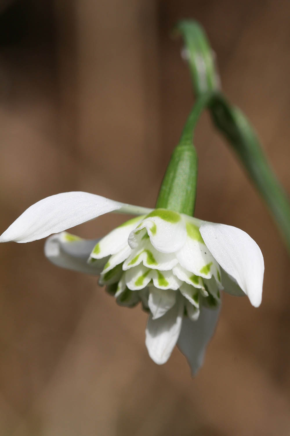 Galanthus ' Welshway '