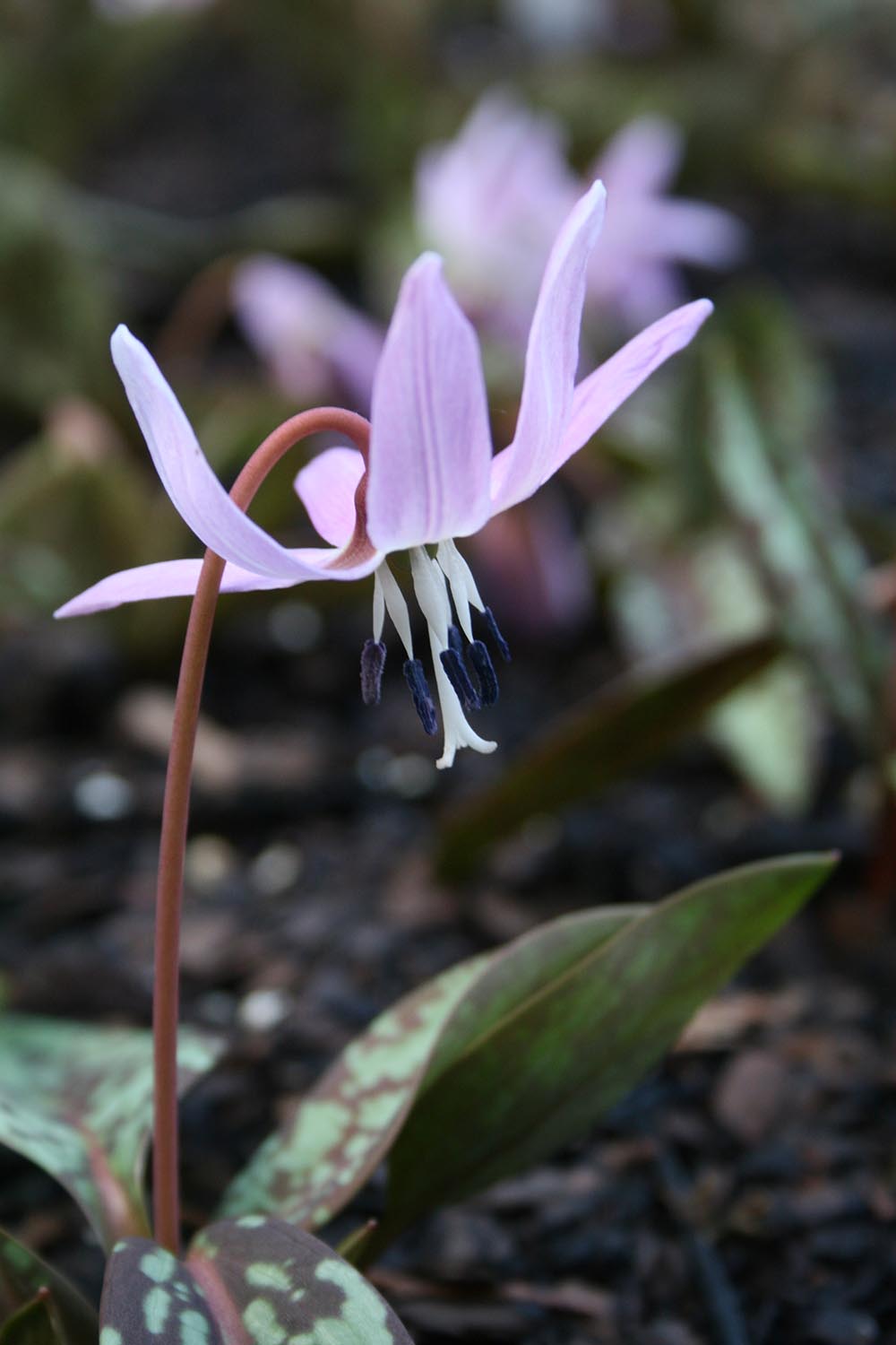 Erythronium dc 'Lilac Wonder'