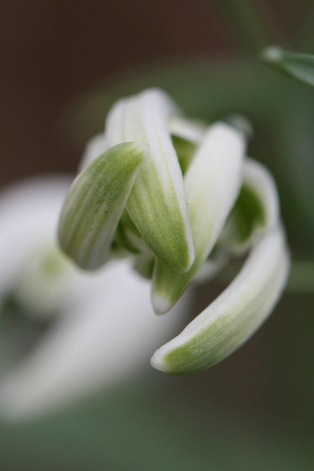 Galanthus nivalis ' Wendover Green Tip '