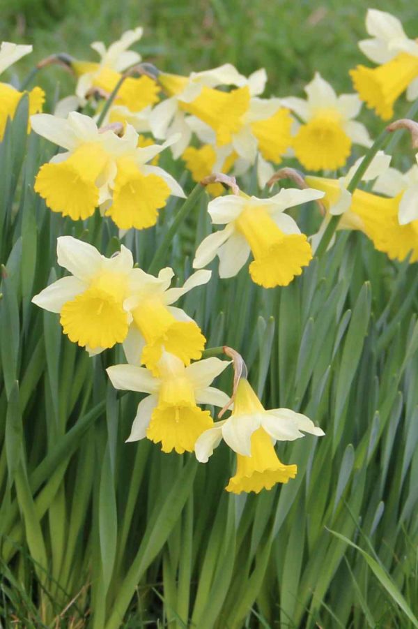 Narcissus pseudonarcissus ssp. lobularis
