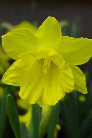Narcissus pseudonarcissus ssp. obvalaris