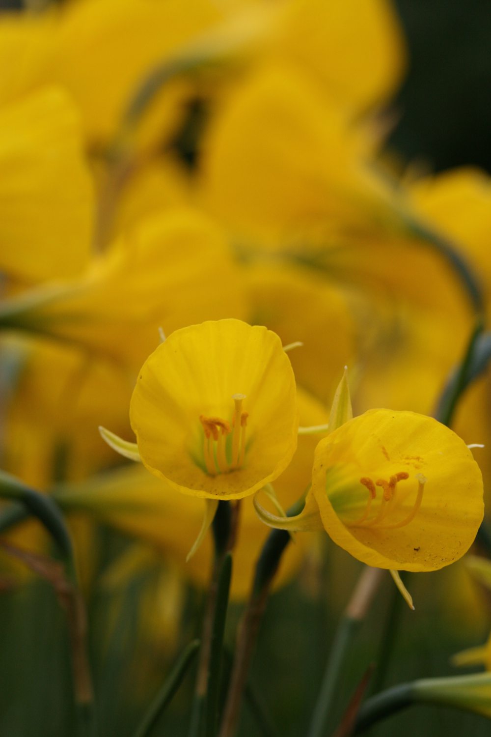 Narcissus 'Oxford Gold'
