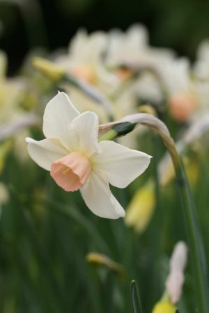 Narcissus 'Bell Song'