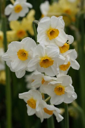 Narcissus 'Laurens Koster'