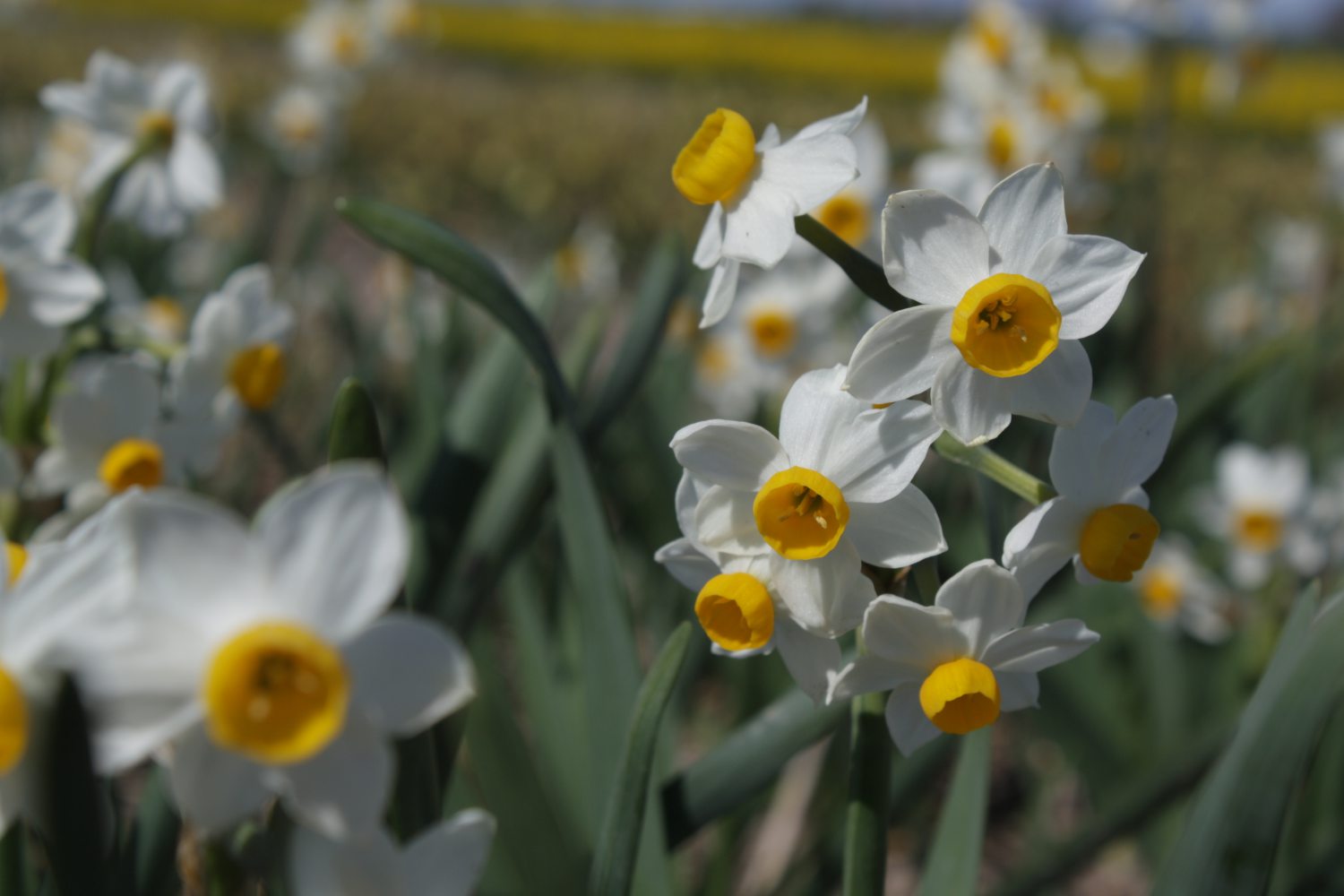 Narcissus Odoratus