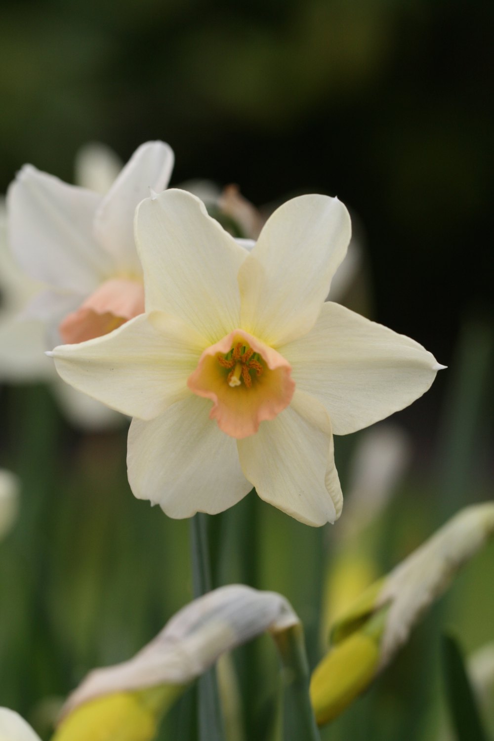 Narcissus ' Bell Song '