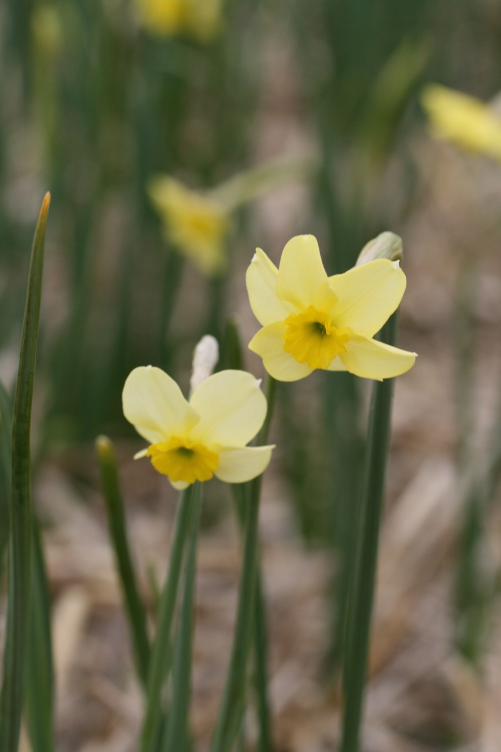 Narcissus Clare