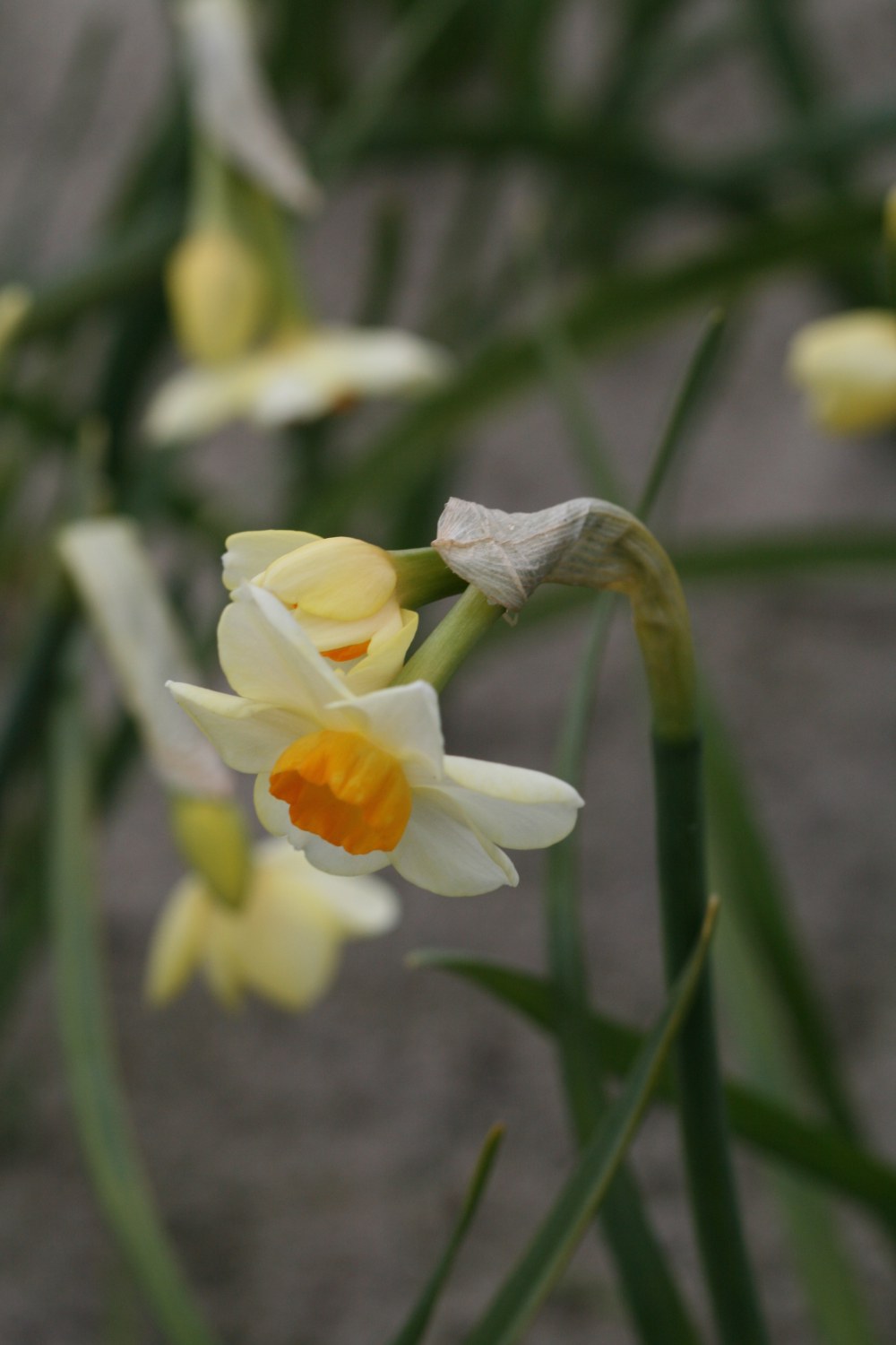 Narcissus Crevette