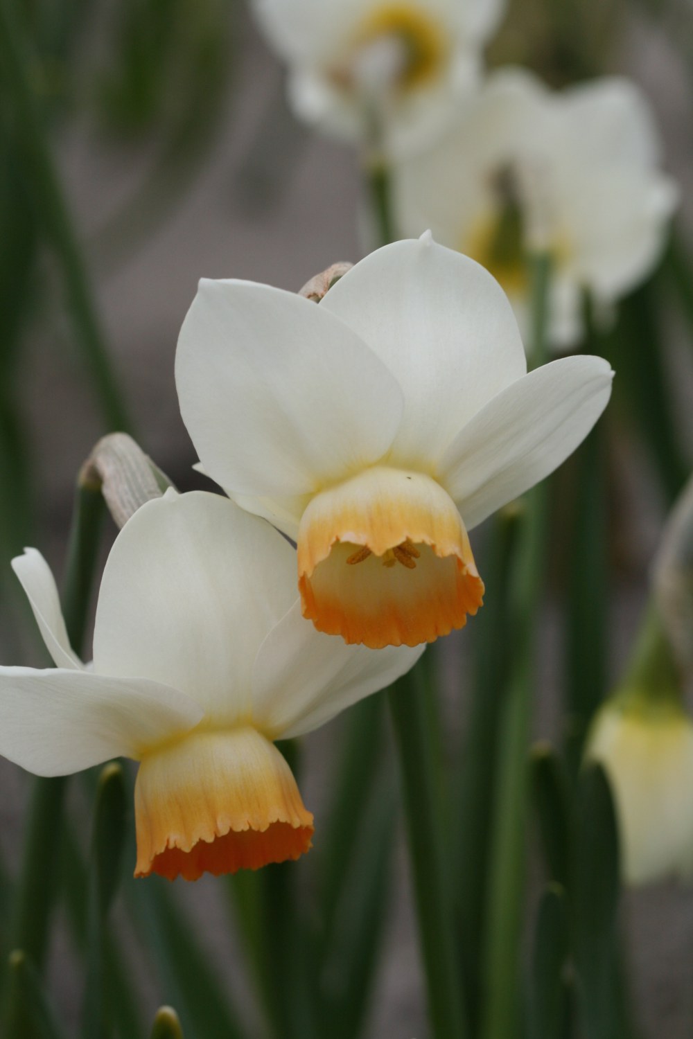 Narcissus Katma Rea