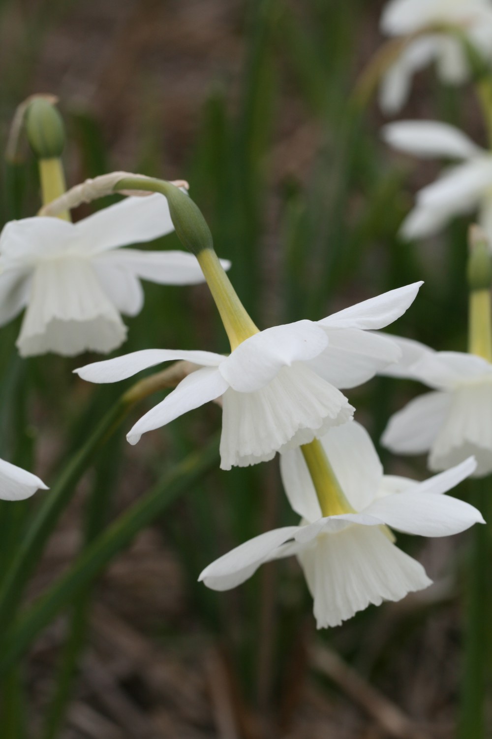 Narcissus Niveth
