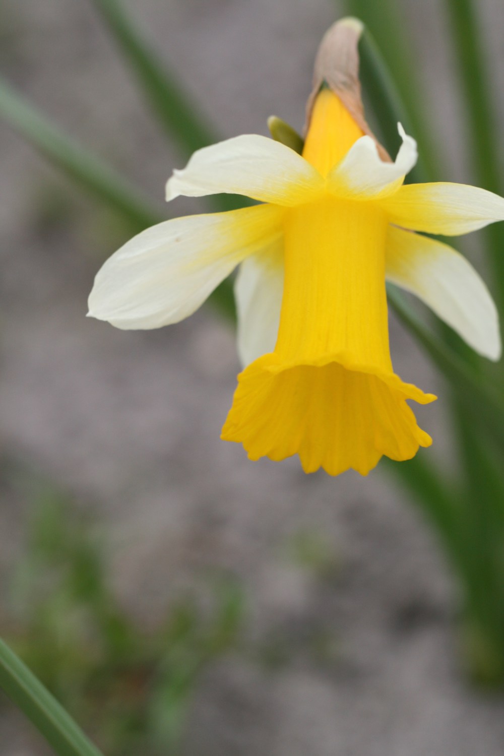 Narcissus nobilis var. leonensis