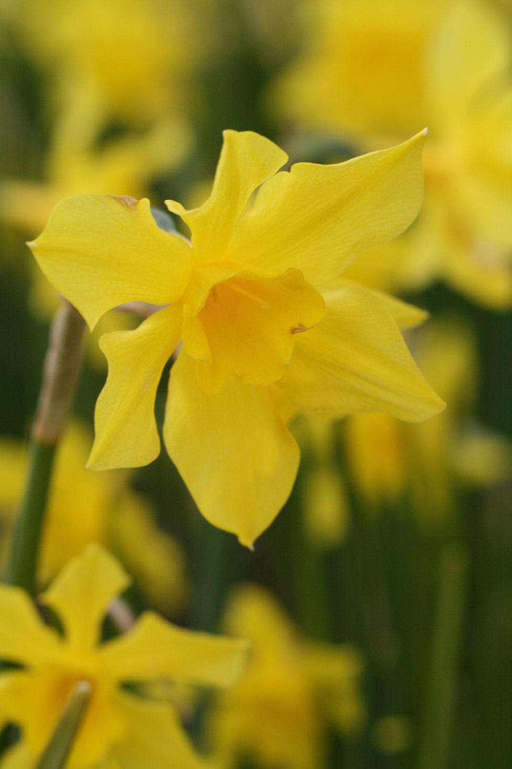 Narcissus Odorus
