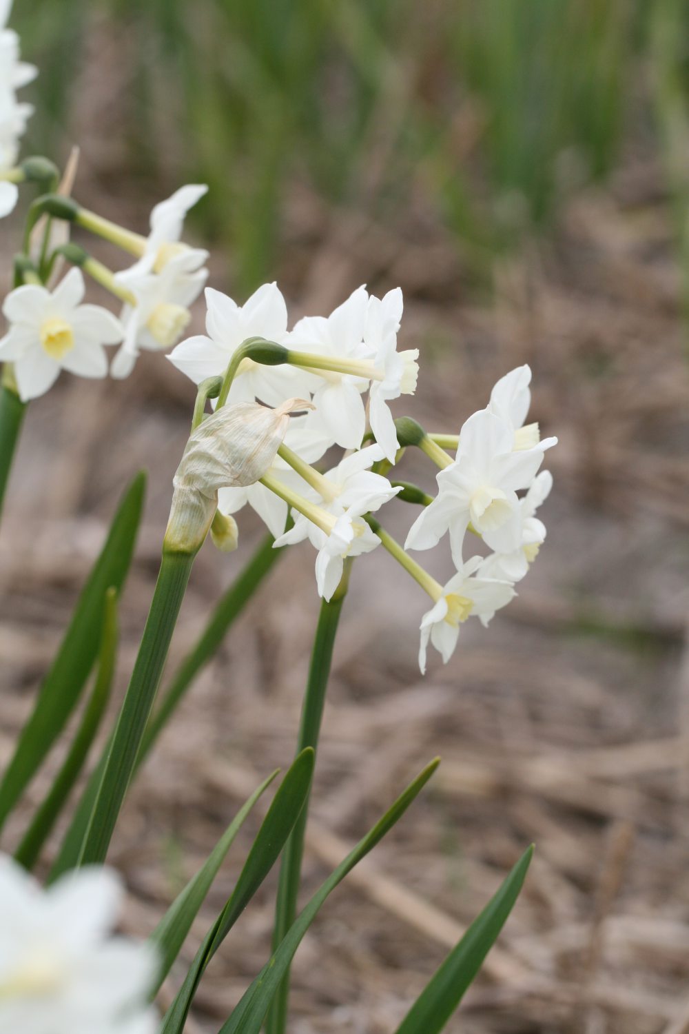 Narcissus tazetta pazmanas