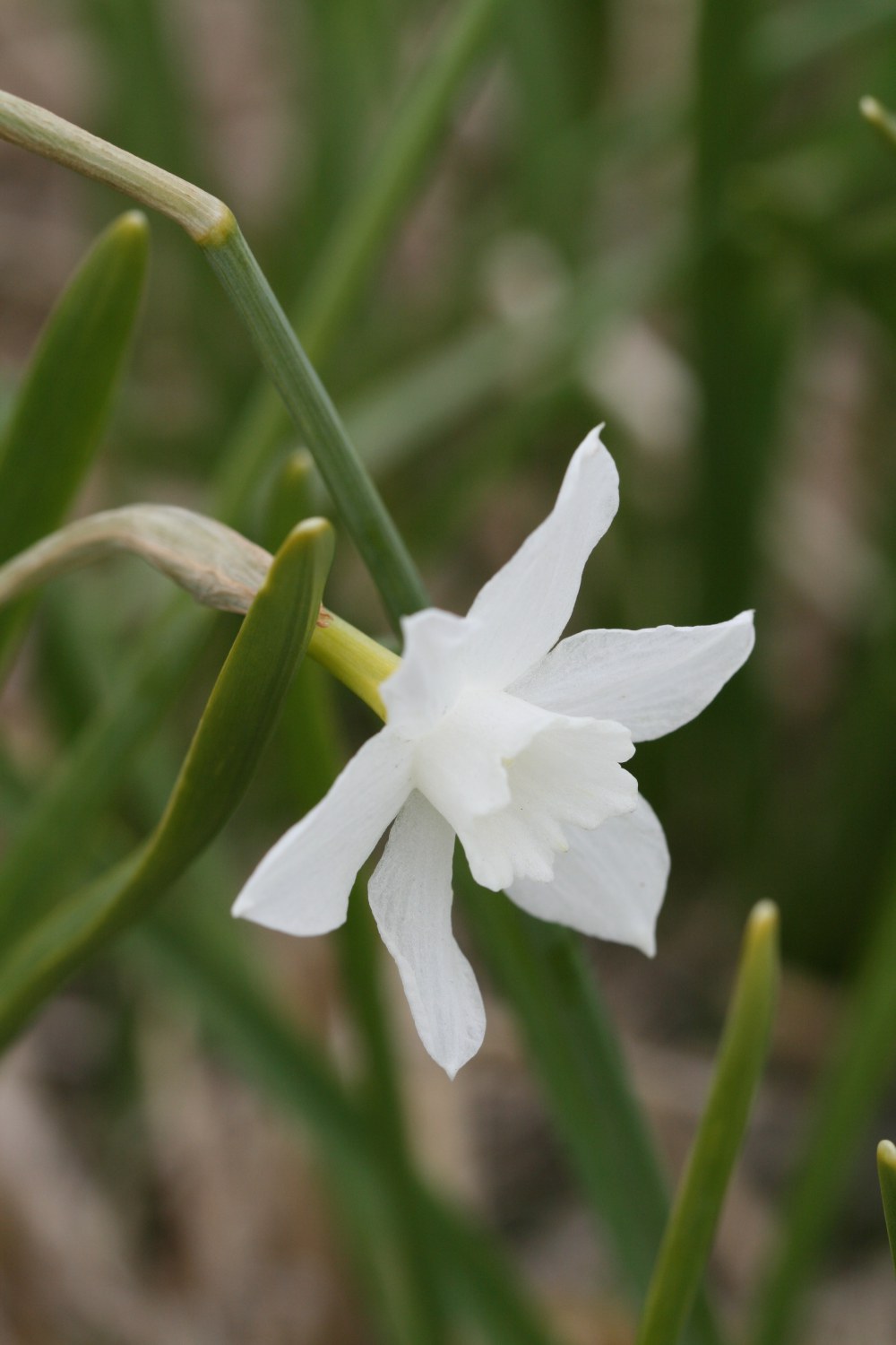 Narcissus 'Picoblanco'