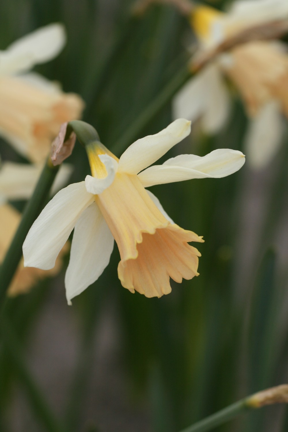 Narcissus Rosy Trumpet