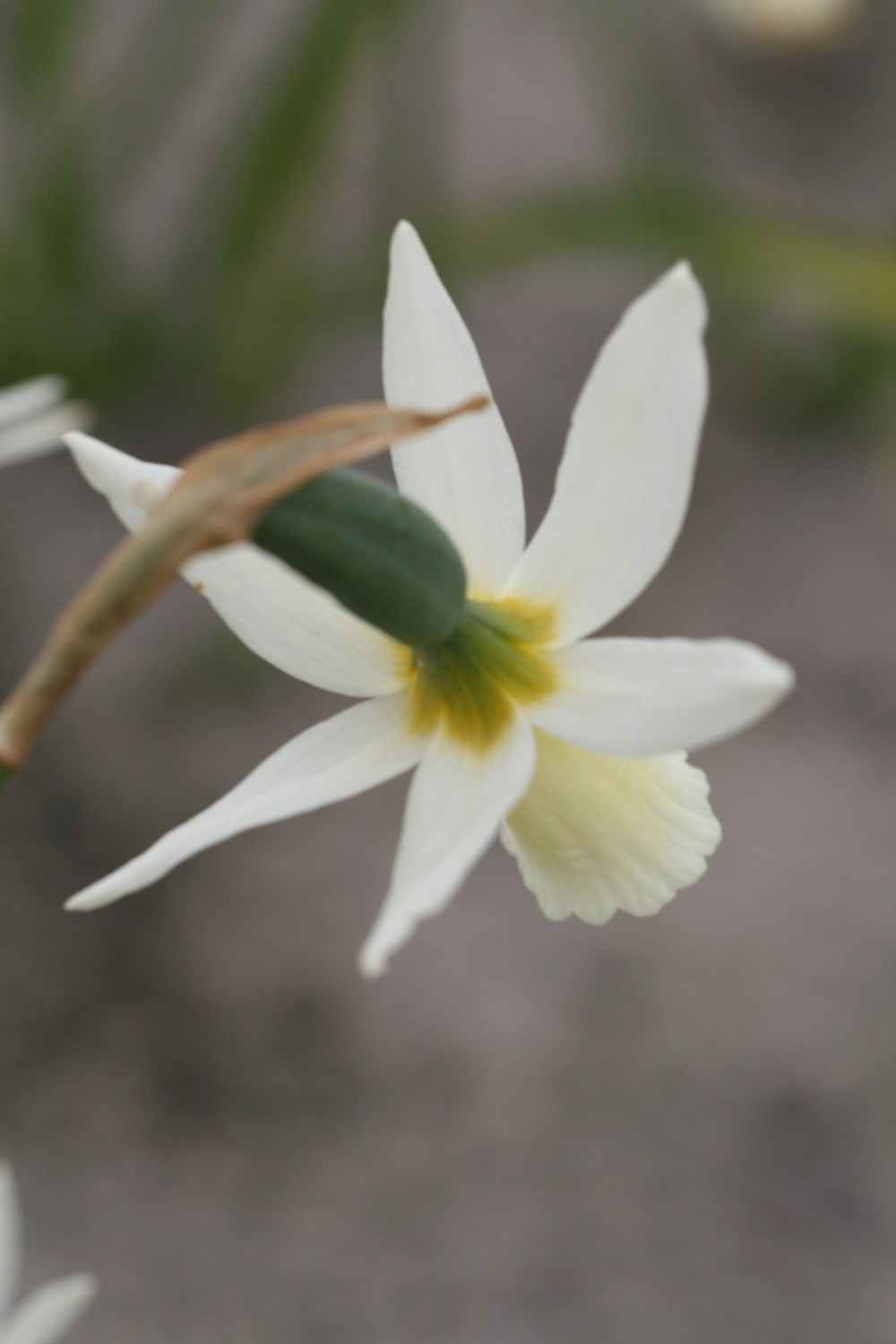 Narcissus Snipe
