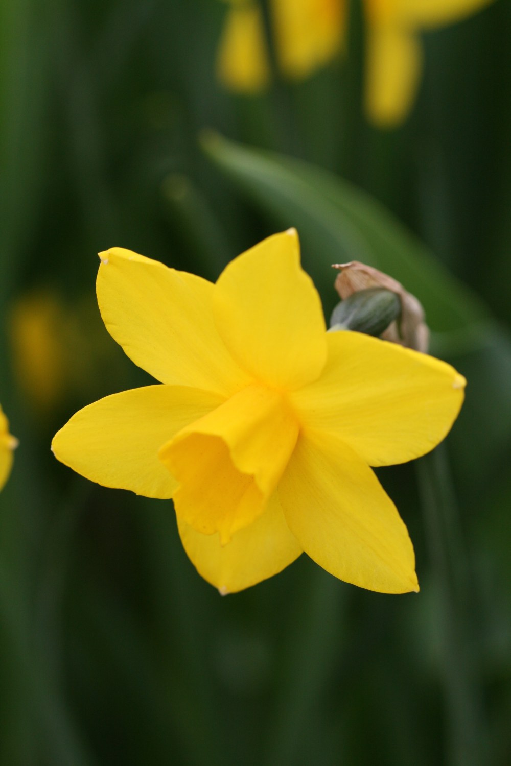 Narcissus Sweetness