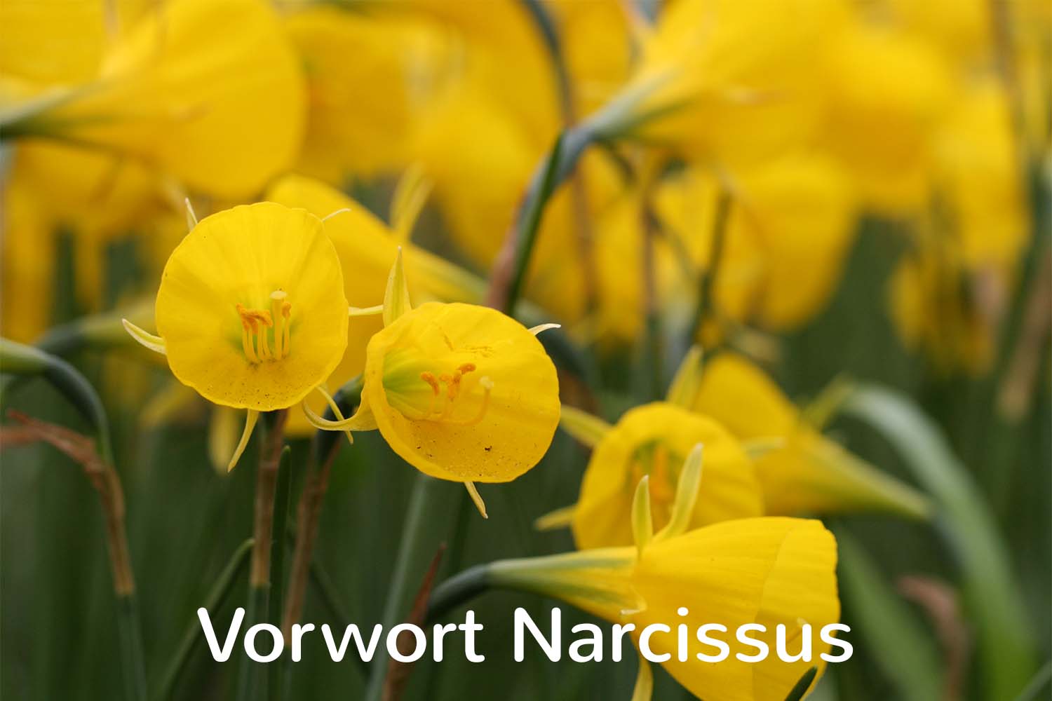 Vorwort Narcissus