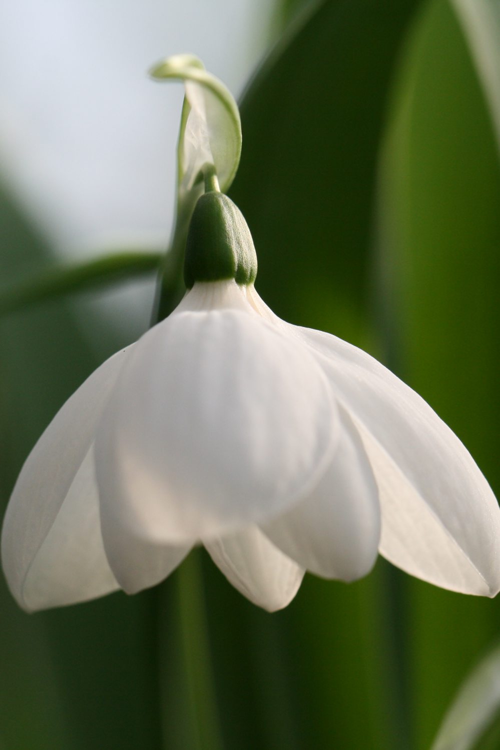 Galanthus elwesii ' White Perfection '
