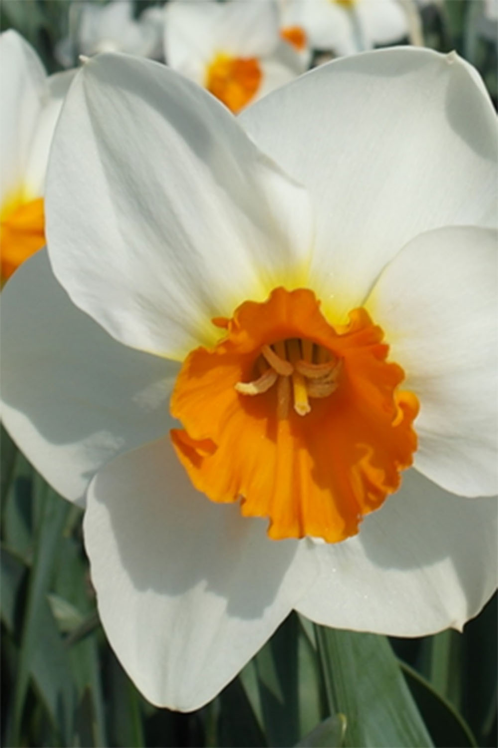 Narcissus 'Joyce Spirit'