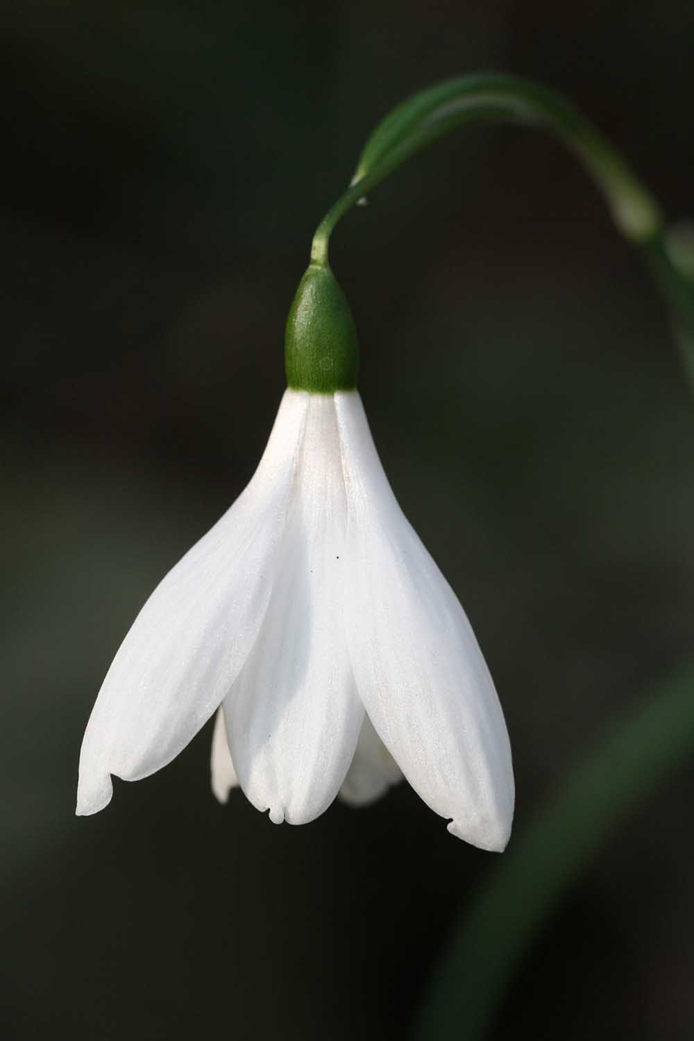 Galanthus nivalis ' Henry's White Lady '