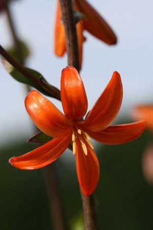 Lilium Orange Marmelade