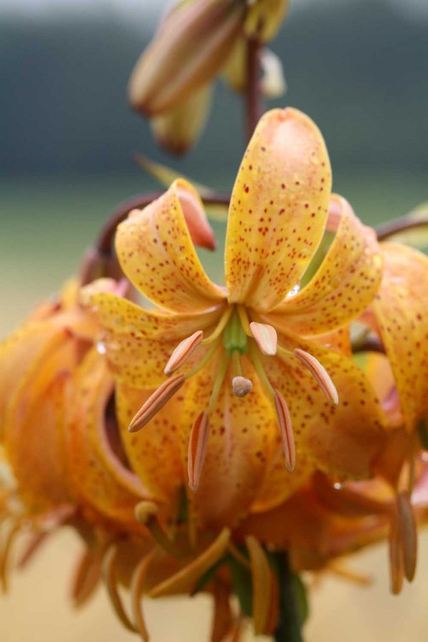 Lilium Peppard Gold