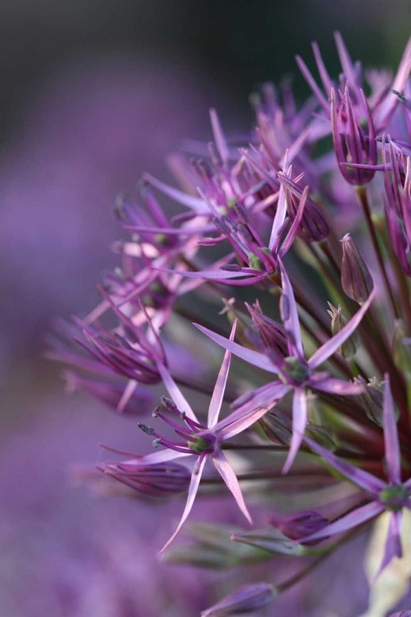 Allium ' Purple Rain '