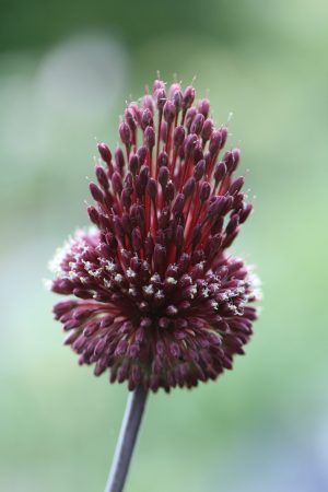 Allium amethystinum ' Red Mohican '