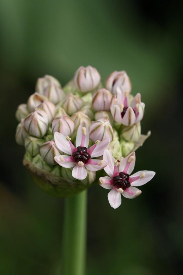 Allium basalticum ' Silver Spring '